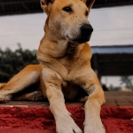 Программы лояльности казино без депозита - схема получения бонусов