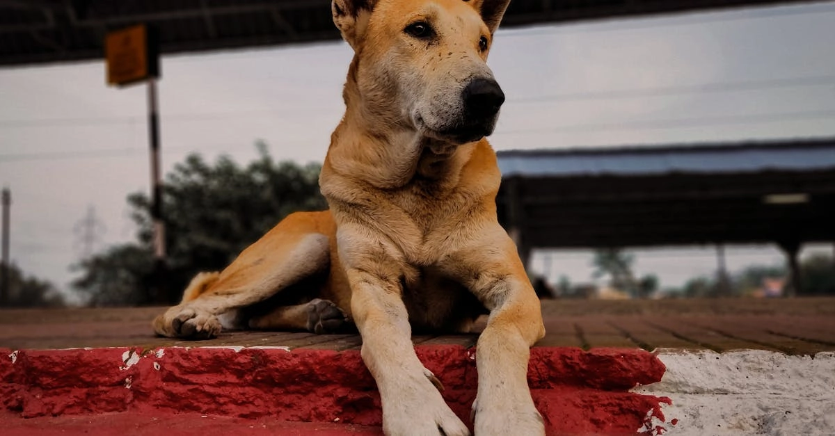 Программы лояльности казино без депозита - схема получения бонусов